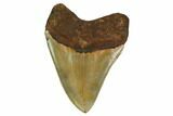 Serrated, Fossil Megalodon Tooth - North Carolina #164815-2